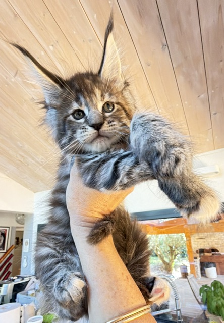 Booguy Chatterie MAKATEA Maine Coon