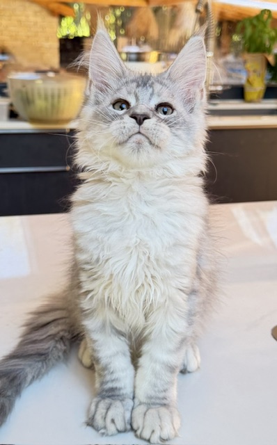 Blue Ocean Chatterie MAKATEA Maine Coon