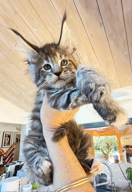 Booguy Chatterie MAKATEA Maine Coon