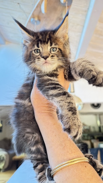 Borys  Chatterie MAKATEA Maine Coon