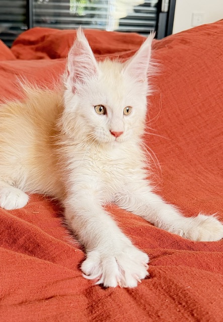 Butter Macaron Chatterie MAKATEA Maine Coon