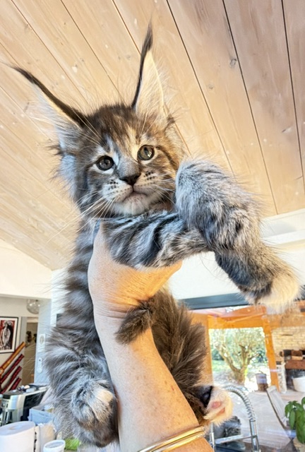 Booguy Chatterie MAKATEA Maine Coon