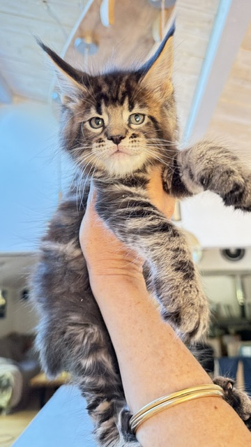 Borys  Chatterie MAKATEA Maine Coon