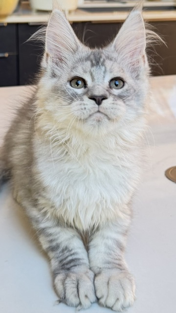 Blue Ocean Chatterie MAKATEA Maine Coon