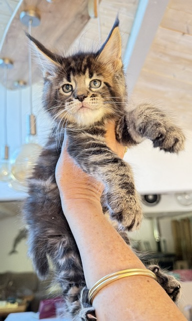 Borys  Chatterie MAKATEA Maine Coon