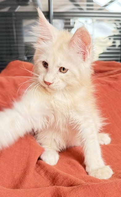 Butter Macaron Mâle Maine coon né le 24/06/2026.  Disponible à l'adoption   Chatterie Maine coon Makatea