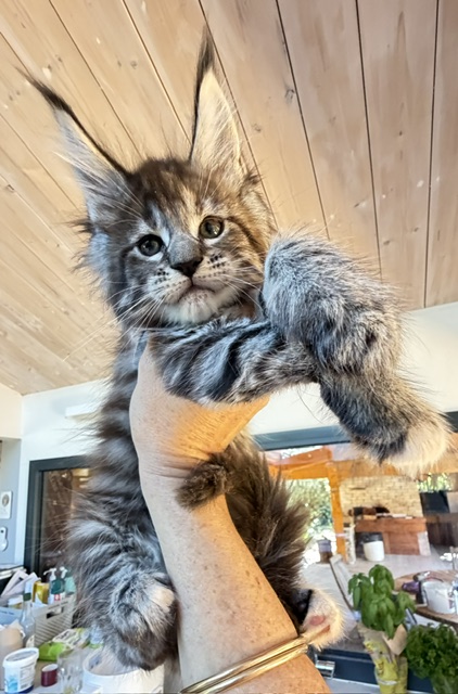 Booguy Chatterie MAKATEA Maine Coon