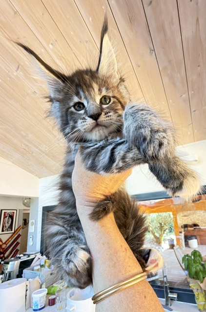 Booguy Chatterie MAKATEA Maine Coon