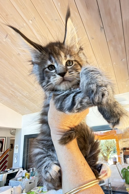 Booguy Chatterie MAKATEA Maine Coon