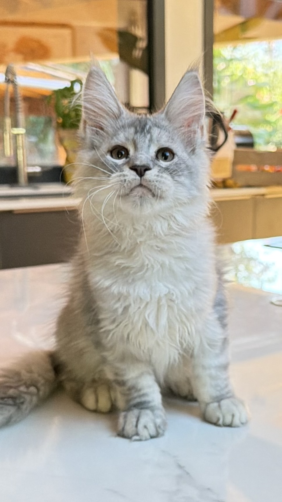 Blue Ocean Chatterie MAKATEA Maine Coon
