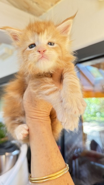 Berny Chatterie MAKATEA Maine Coon