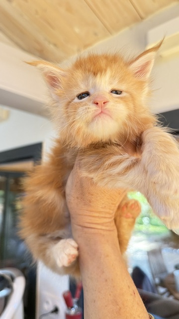 Berny Chatterie MAKATEA Maine Coon