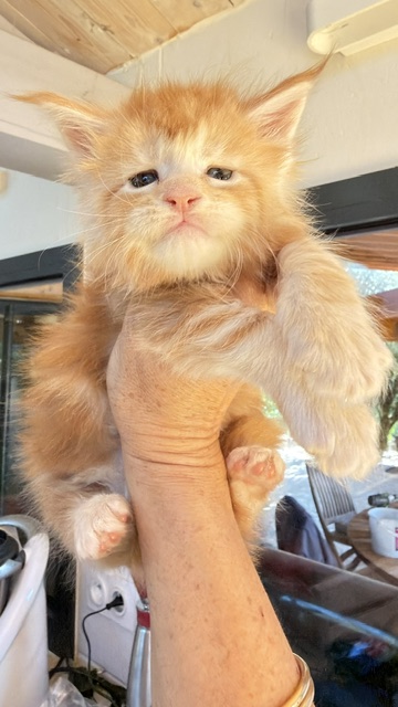 Berny Chatterie MAKATEA Maine Coon