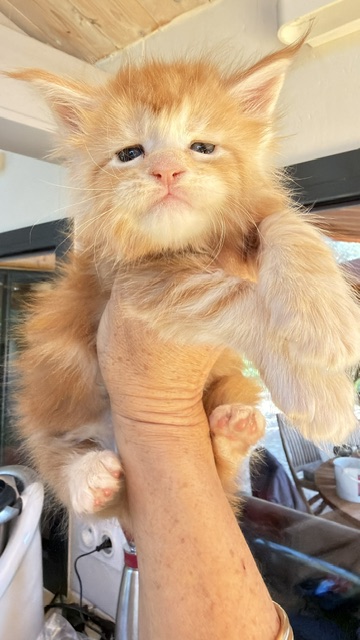 Berny Chatterie MAKATEA Maine Coon