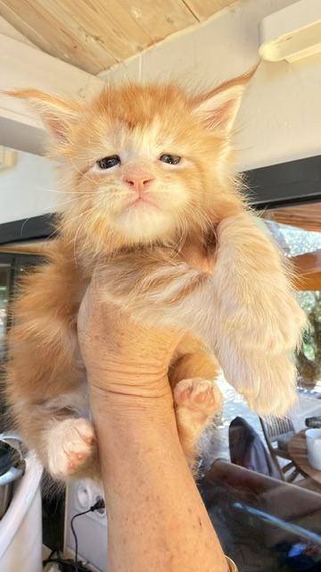 Berny Chatterie MAKATEA Maine Coon