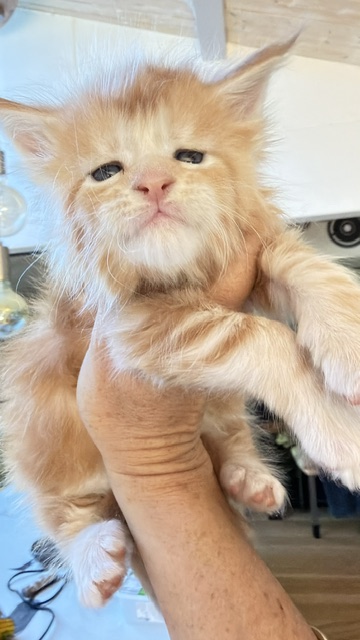 Berny Chatterie MAKATEA Maine Coon