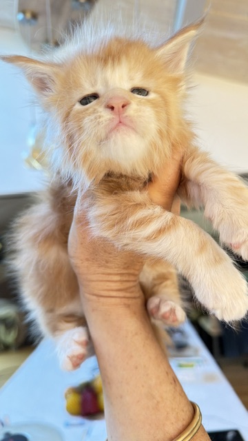 Berny Chatterie MAKATEA Maine Coon