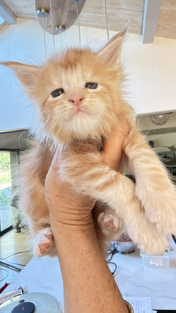 Berny Chatterie MAKATEA Maine Coon