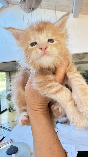 Berny Chatterie MAKATEA Maine Coon