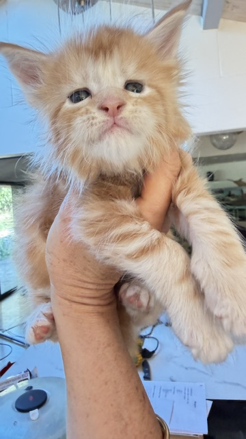 Berny Chatterie MAKATEA Maine Coon