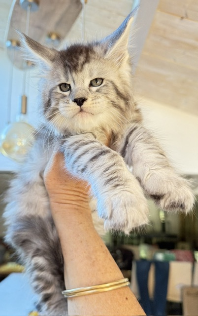 Bewolf Chatterie MAKATEA Maine Coon