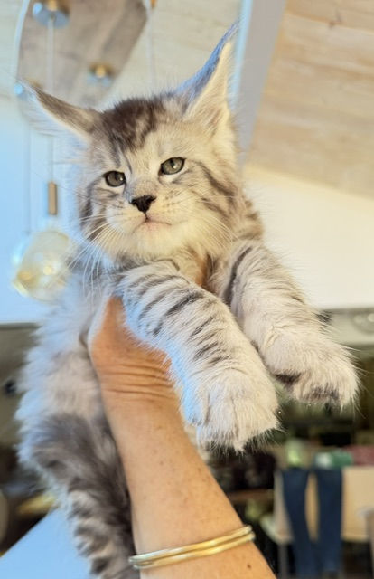 Bewolf Chatterie MAKATEA Maine Coon