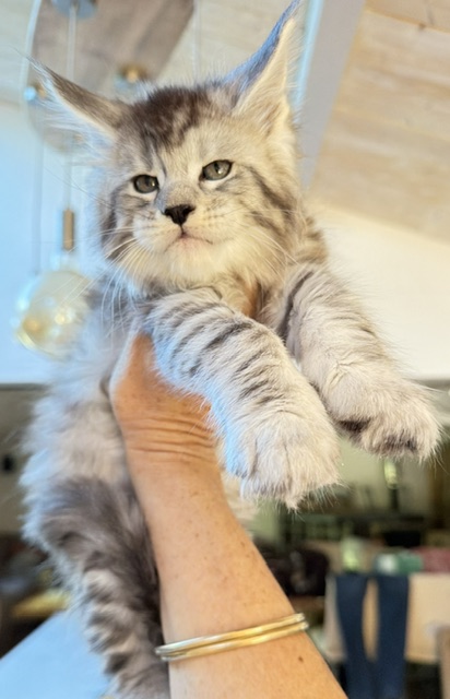 Bewolf Chatterie MAKATEA Maine Coon