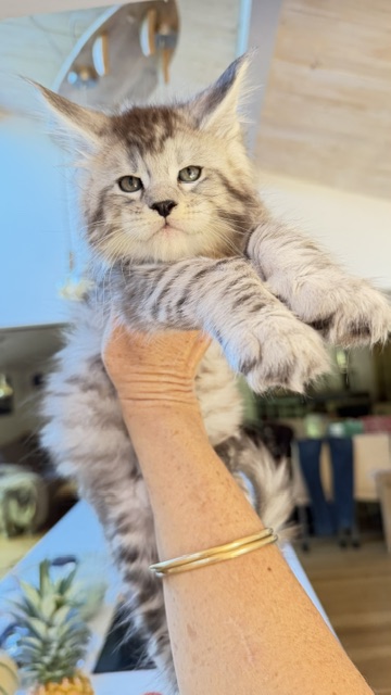 Bewolf Chatterie MAKATEA Maine Coon