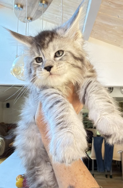 Bewolf Chatterie MAKATEA Maine Coon