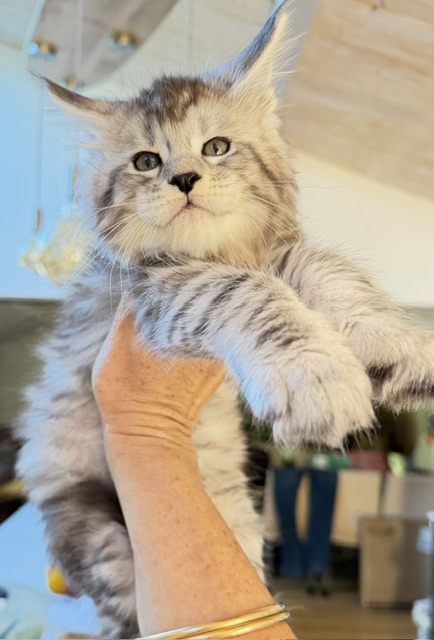 Bewolf Chatterie MAKATEA Maine Coon