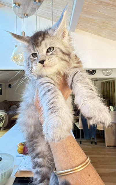 Bewolf Chatterie MAKATEA Maine Coon