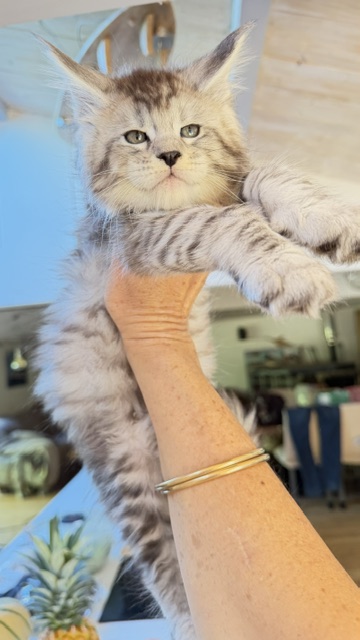 Bewolf Chatterie MAKATEA Maine Coon