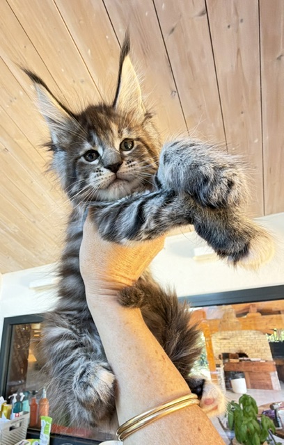Booguy Chatterie MAKATEA Maine Coon