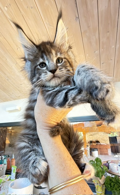 Booguy Chatterie MAKATEA Maine Coon