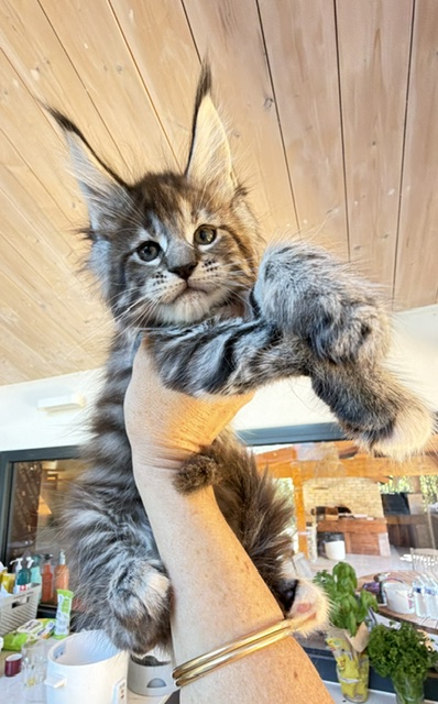 Booguy Chatterie MAKATEA Maine Coon