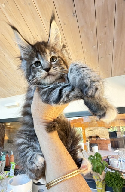 Booguy Chatterie MAKATEA Maine Coon