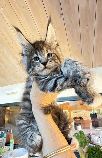Booguy Chatterie MAKATEA Maine Coon