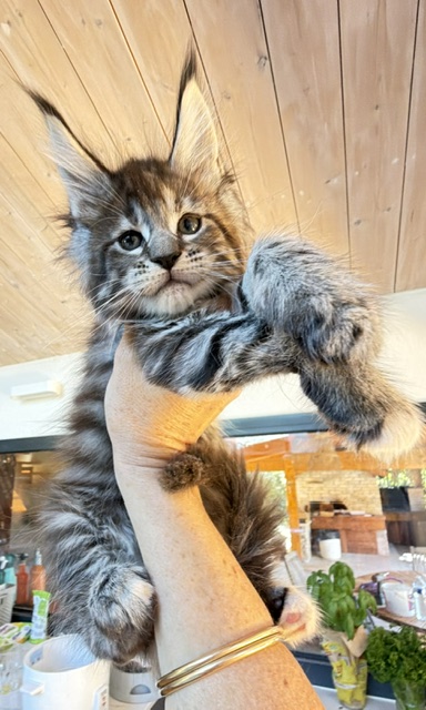 Booguy Chatterie MAKATEA Maine Coon