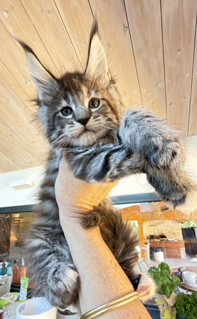 Booguy Chatterie MAKATEA Maine Coon