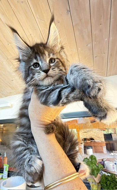 Booguy Chatterie MAKATEA Maine Coon