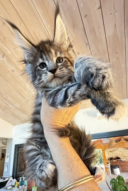Booguy Chatterie MAKATEA Maine Coon