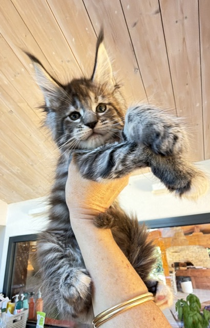 Booguy Chatterie MAKATEA Maine Coon
