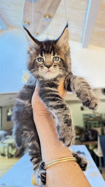 Borys  Chatterie MAKATEA Maine Coon