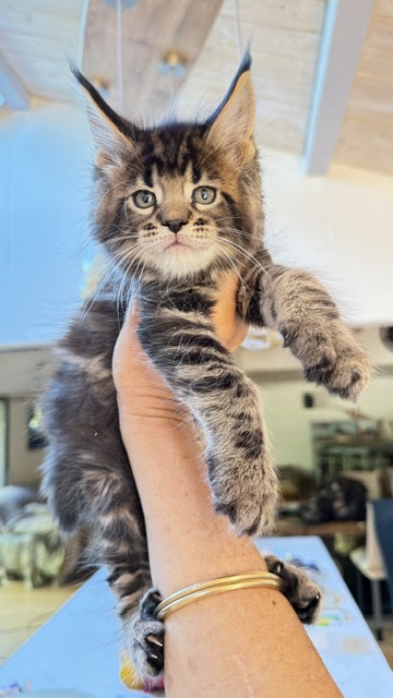 Borys  Chatterie MAKATEA Maine Coon