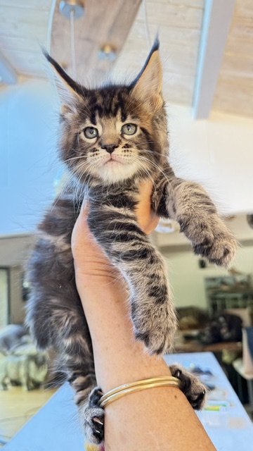 Borys  Chatterie MAKATEA Maine Coon