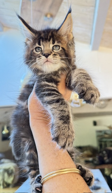 Borys  Chatterie MAKATEA Maine Coon