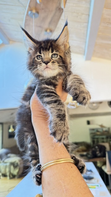 Borys  Chatterie MAKATEA Maine Coon