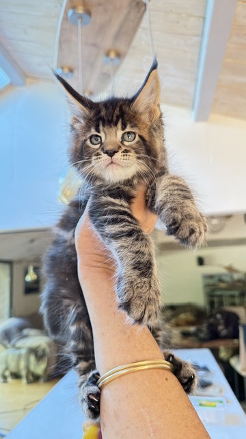 Borys  Chatterie MAKATEA Maine Coon