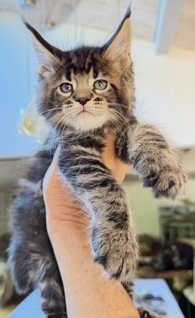 Borys  Chatterie MAKATEA Maine Coon