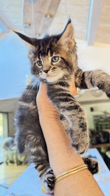 Borys  Chatterie MAKATEA Maine Coon